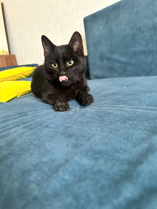 Котенок в добрые руки