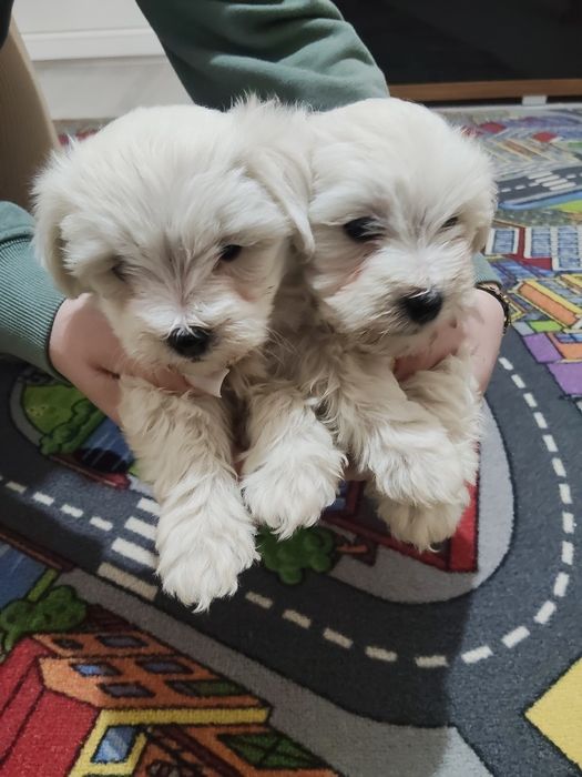 2 fetițe căutăm casuta