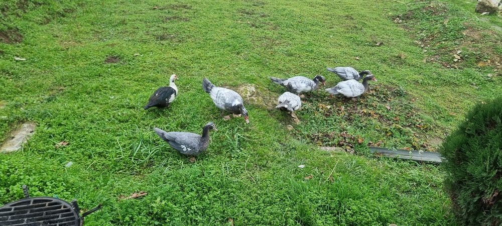 Продавам неми патици,,юрдечки.