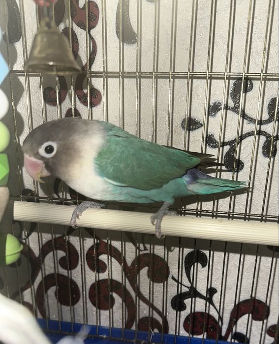 Попугай Неразлучник