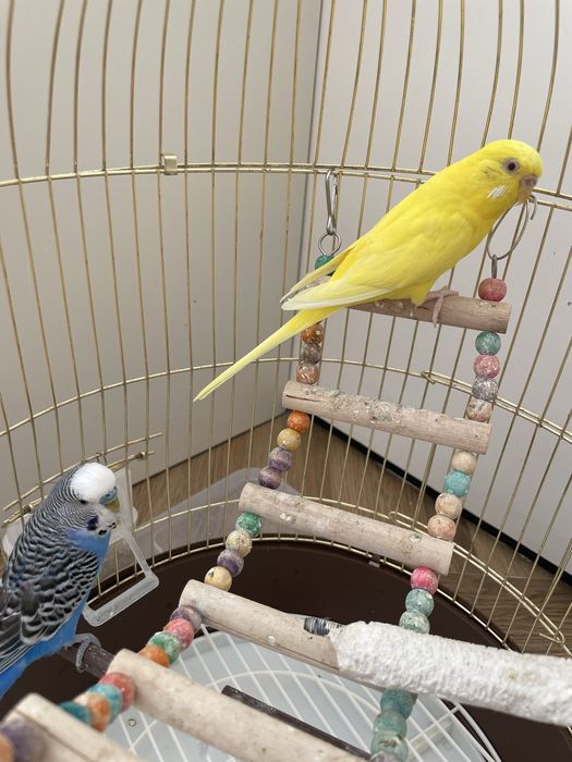 Продам волнистых попугаев