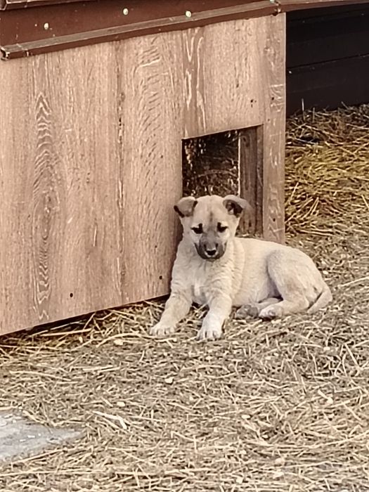 Отдам щенка в хорошие руки