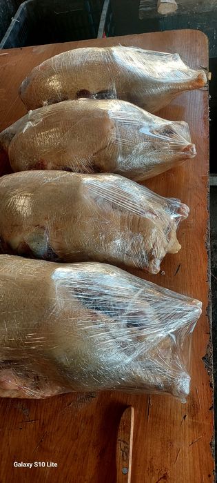 Срочна продам мясо гуся