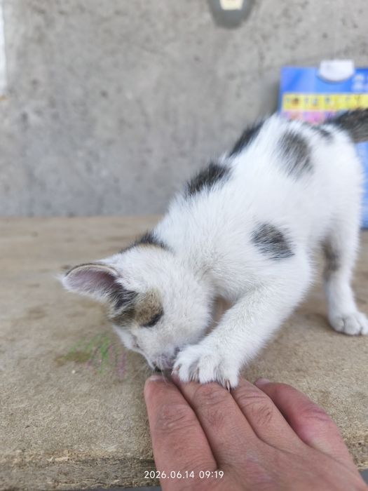 Mushugchalar bor 2 ta biri qiz biri ugil hadyaga