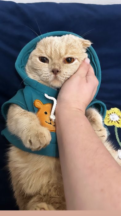 Кот Скотиш фолд мальчик