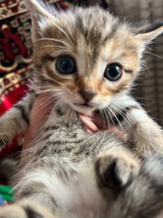 Parodniy sqotsh fold