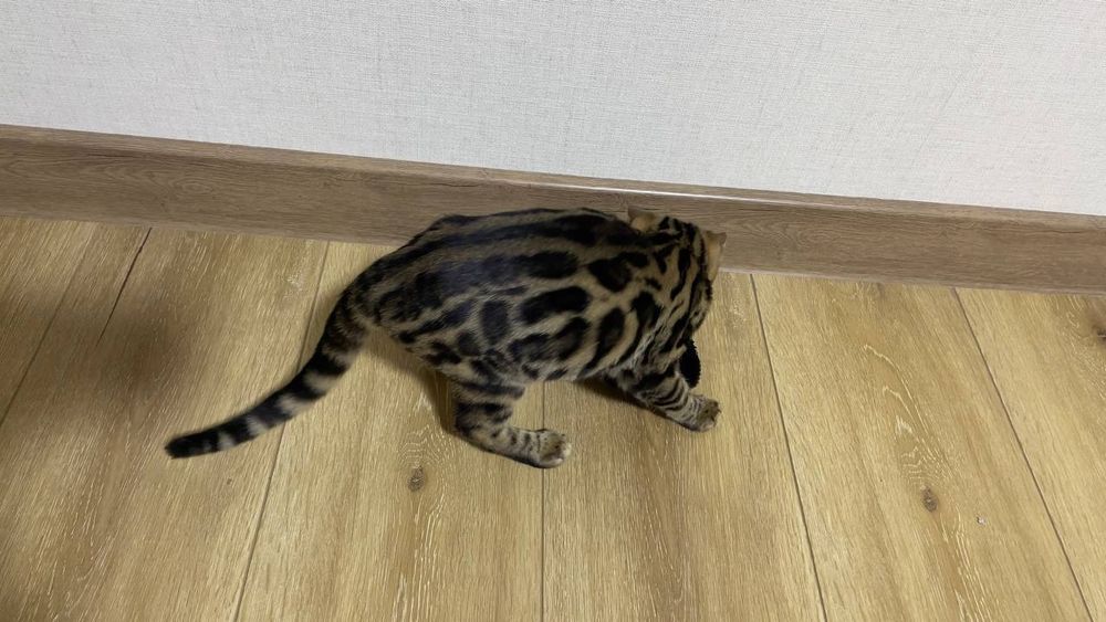 Bengal mushuk котята