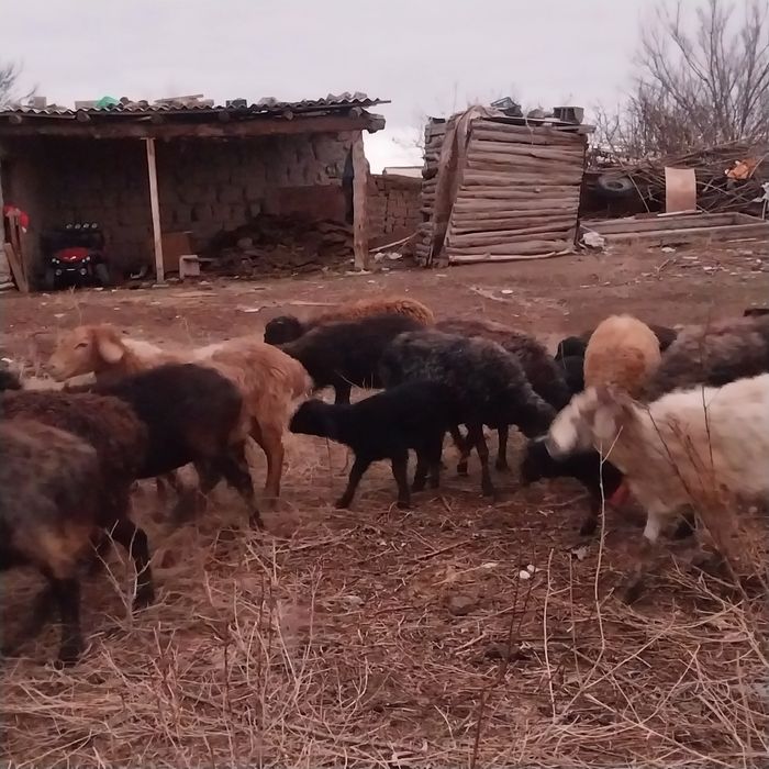 Малл Сатылады...