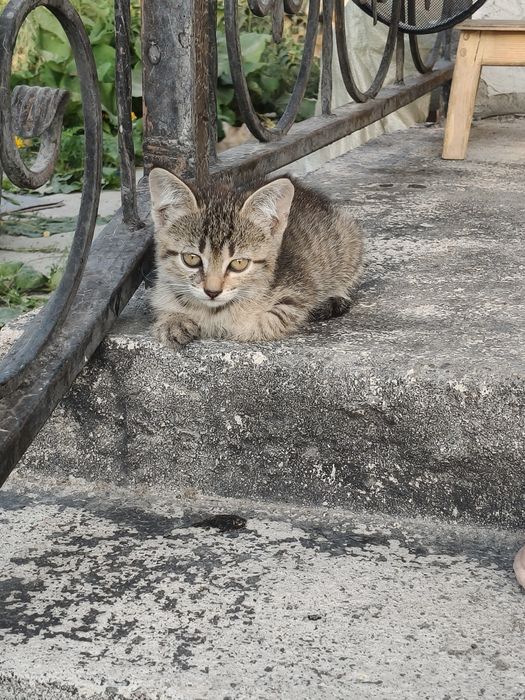 Отдам котят  в добрые руки