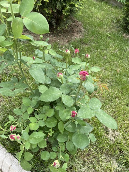 Недвижимость в бесагаше