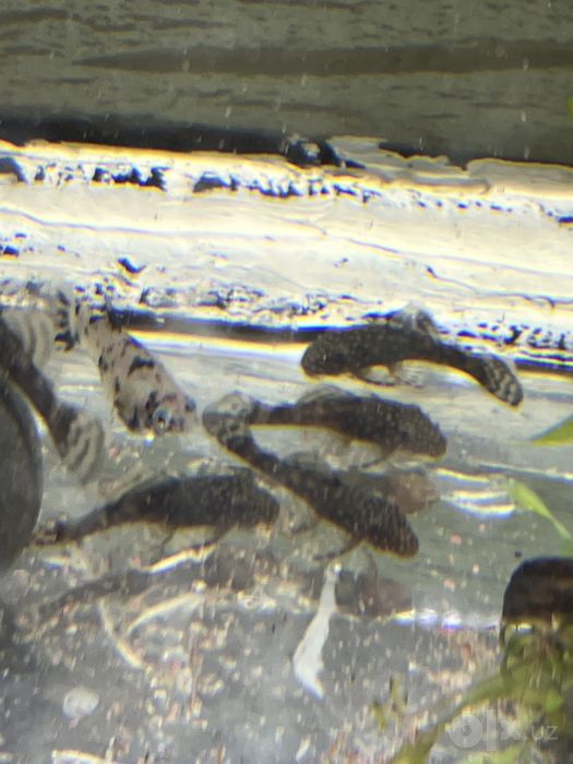 Antisistrus+akvarium kamplekt sotiladi