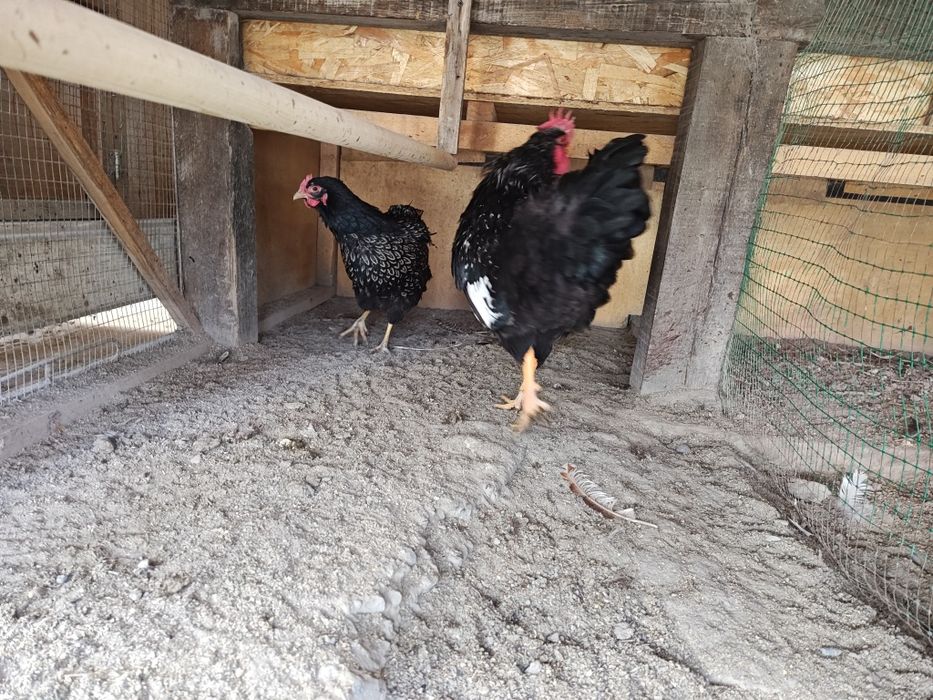 Барневельдер серебристый 1+1 сотилади.