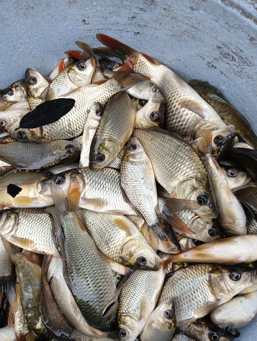 Crap Salbatic vara a 1 a 2025