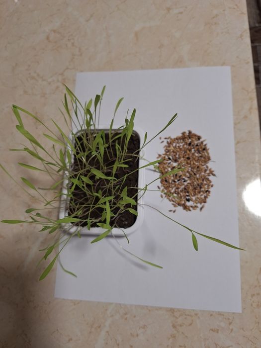 Samanta iarba coasă, pasune ,islaz,Iarba Sudan ,Amestec furajer