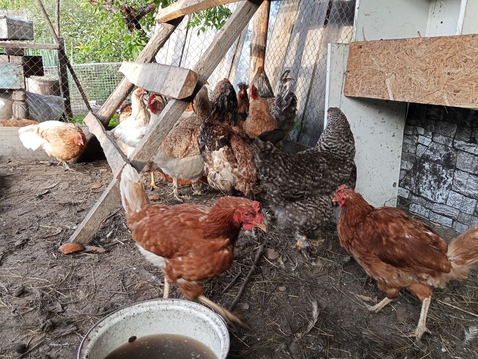 Продам 15 курицы и 1 петух