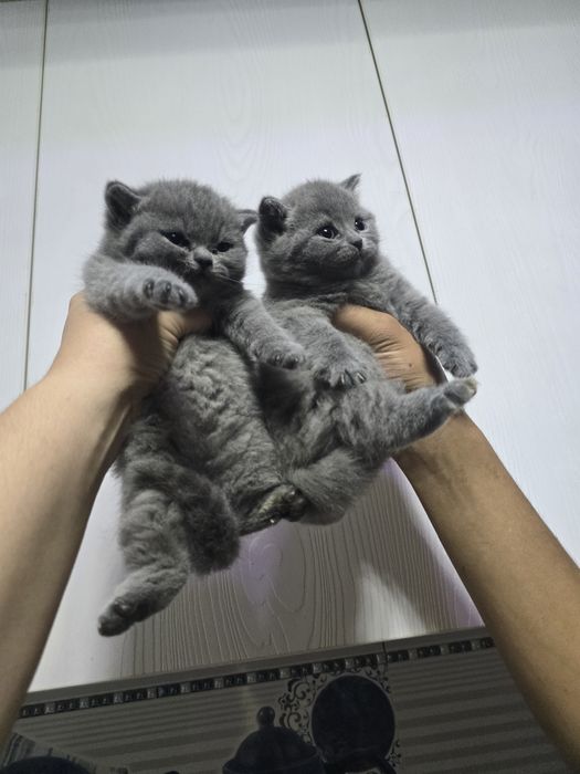 Британские девичка тоза парода