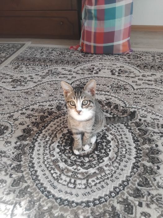 Котята от сиамской кошки
