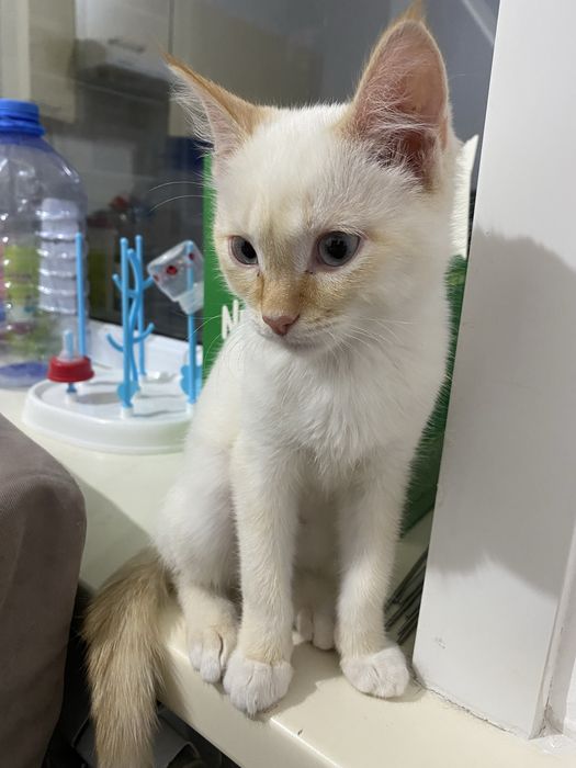 Пролам котёнок в хорошие руки