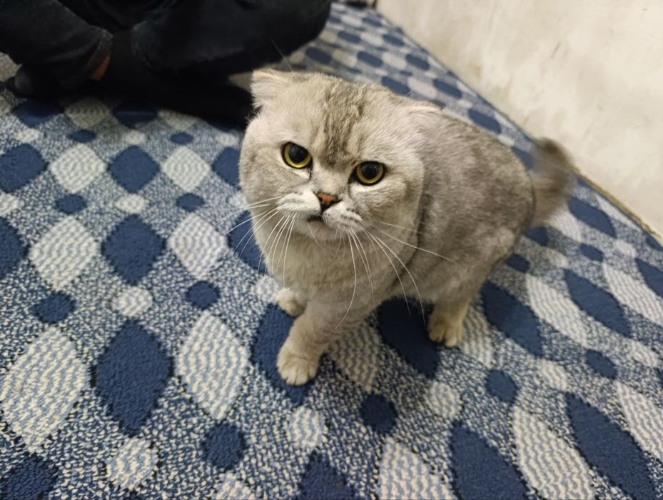 Scottish Fold 100% Тоза еркак мушук сот илади