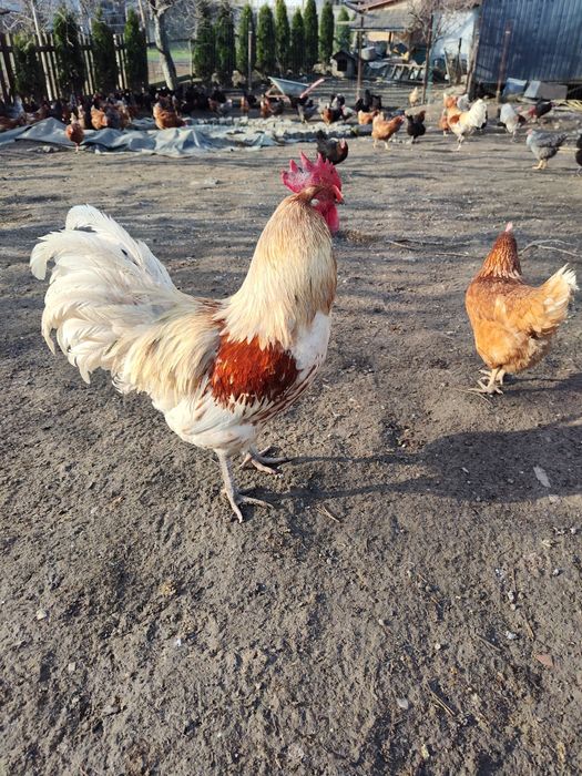 De vânzare puicuțe ouătoare