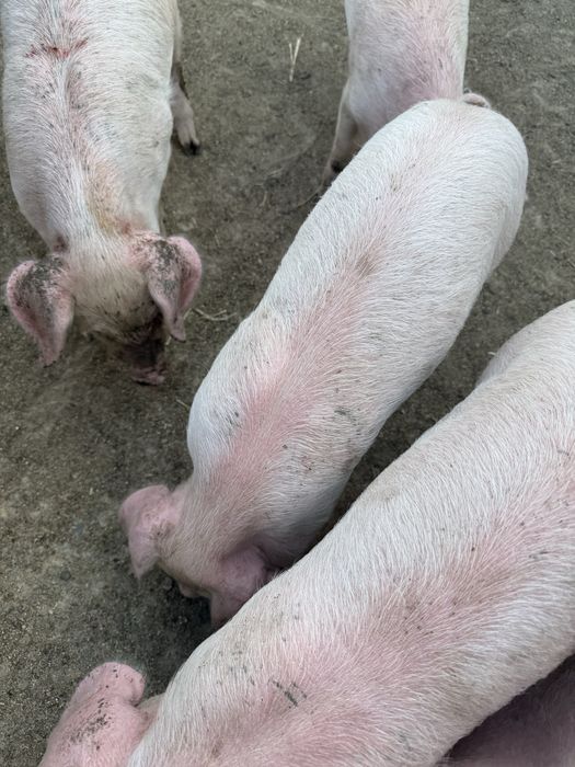 Продавам малки прасенца