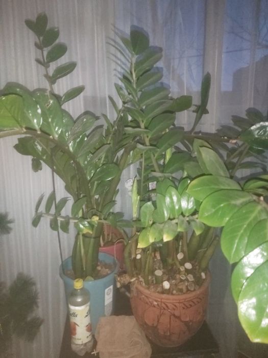 Продам разные цветы замиокулькасы и прочее