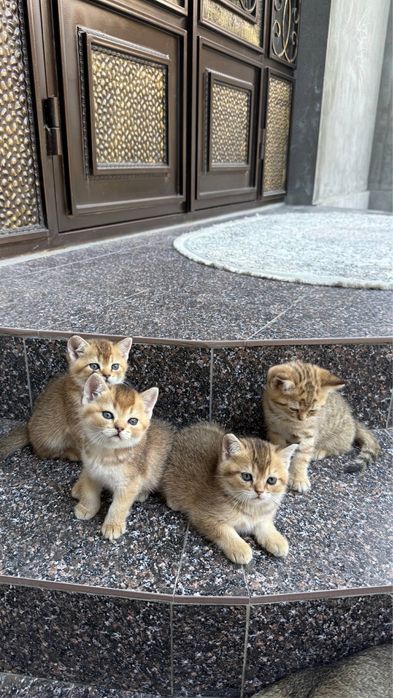 Продается миленькие котята