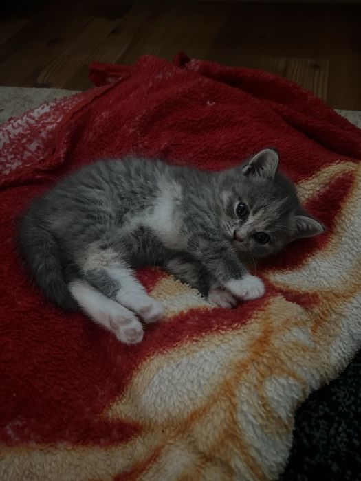 Шотландская девочка-котенок ищет новый дом!
