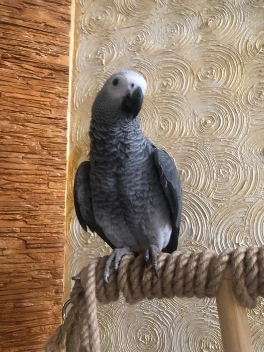 Жако попугай продаем