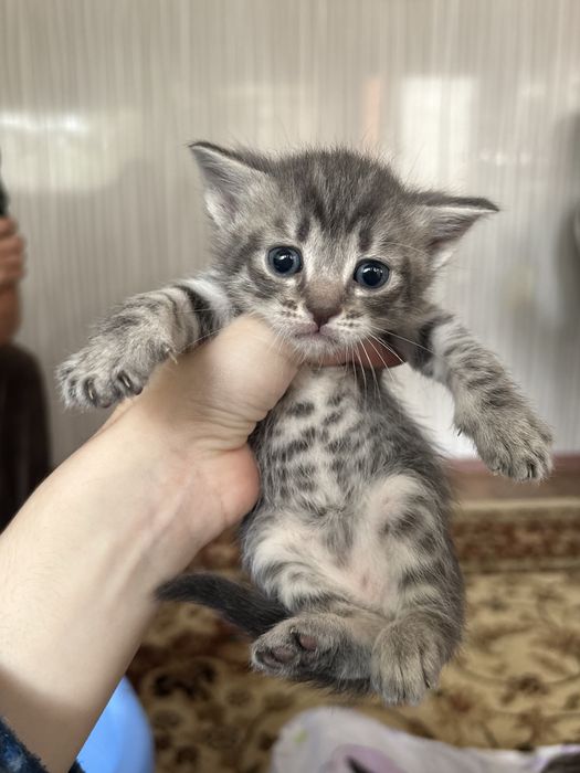 Отдам котят в добрые руки