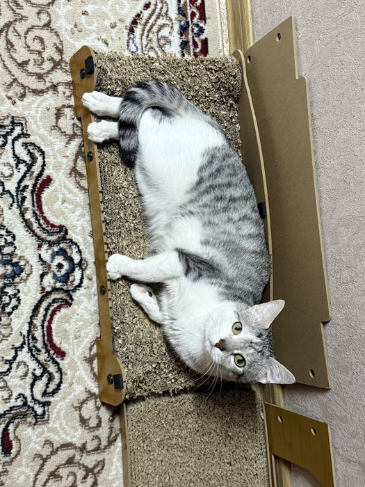 Отдам кота в хорошие руки