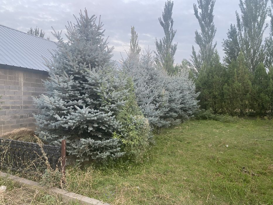 Ель голубая