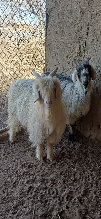 Ешкі сатылады туша