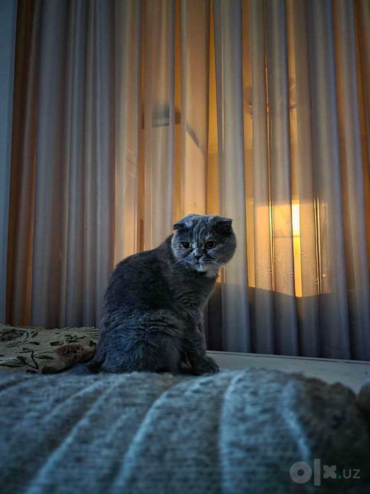 Подарю чистокровную вислоушку