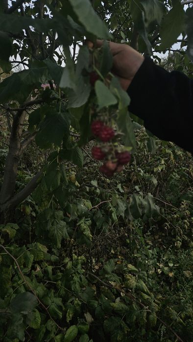 Продам Дачу !!! Дача находится на Восточном пятые дачи