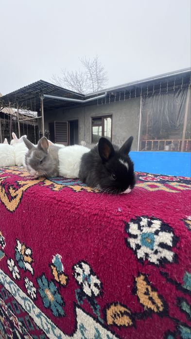 Кролики Дикоротивные