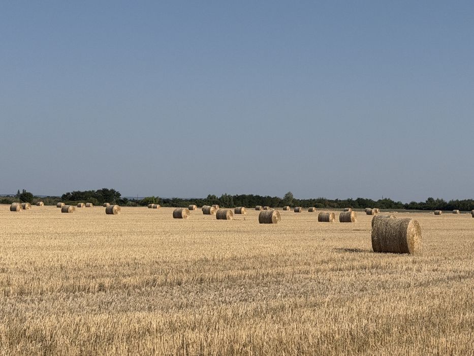 Baloți de paie din grâu Spelt (Dinkel) – calitate premium