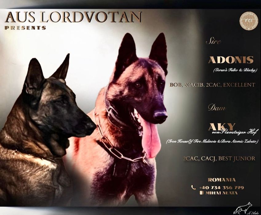 Ciobănesc belgian malinois