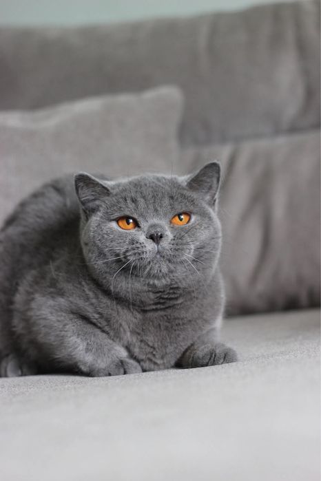 Британская кошечка, британский котенок