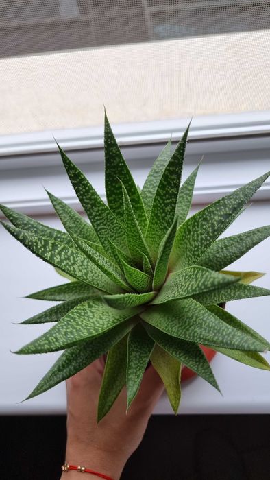 Стайни цветя - Стапелия, Африканска теменужка, Мамилария, Алое