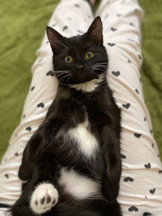 Отдам котят в хорошие руки