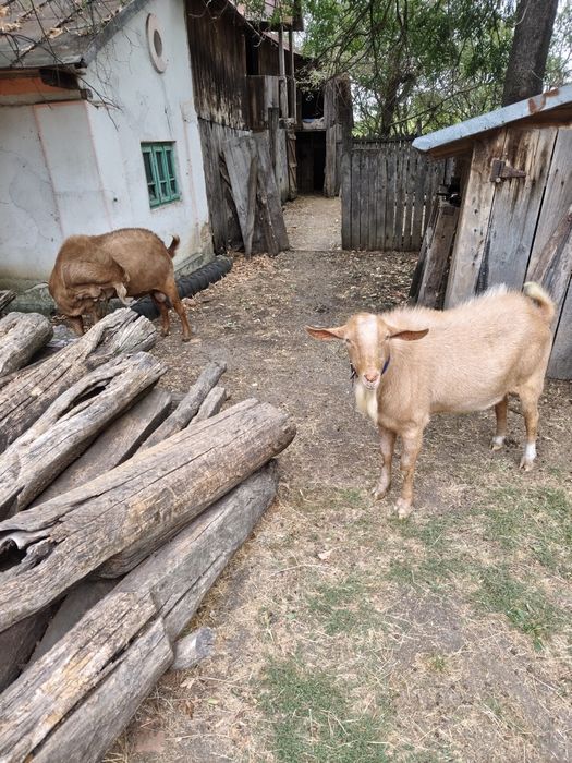 Vând țap bun de montă rasa mixtă((anglo-nubian și alpina franceză) în vârstă de 1 an și 5 luni.