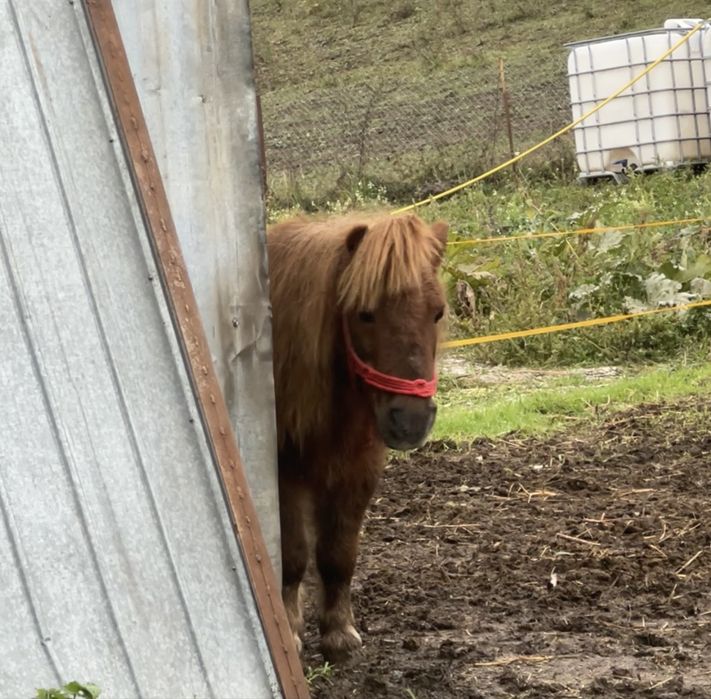 Vând un ponei cu căruță și cu ham foarte blând si drăgăstos în vărstă de 10 ani