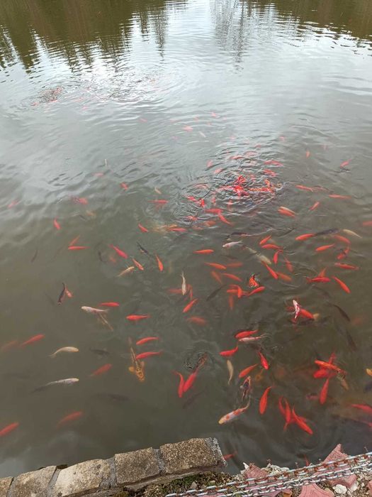 Vand carasi ornamentali pentru iazuri