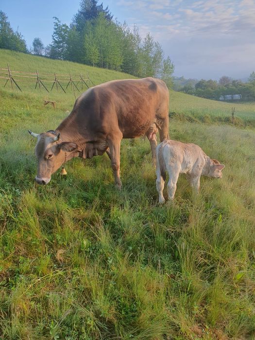 Vaca bruna de maramures