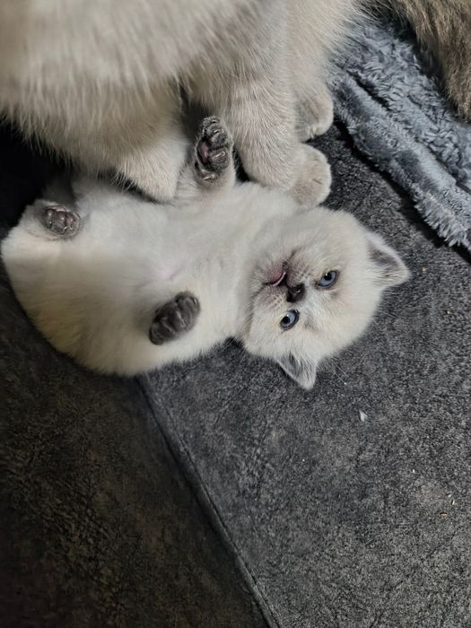 Малко късокосместо котенце