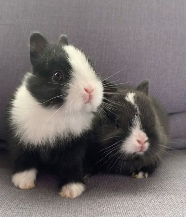 Продам декаративных кроликов