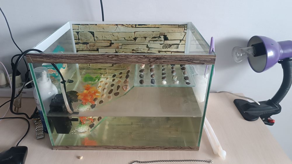 Продам черепаху красноухаю