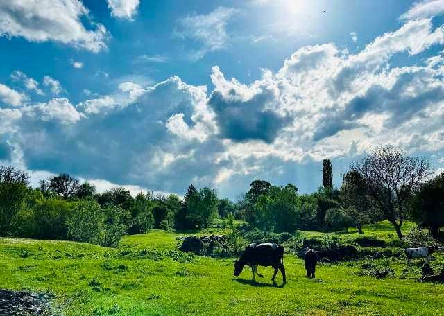 Парцел в регулацията на село Буховци