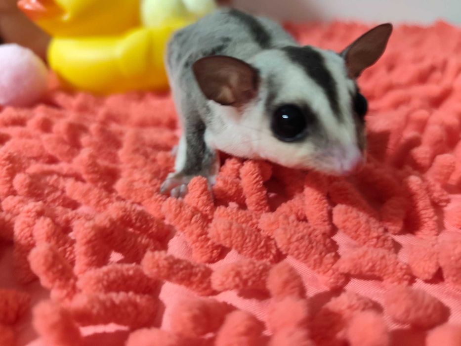 Захарна летяща катеричка